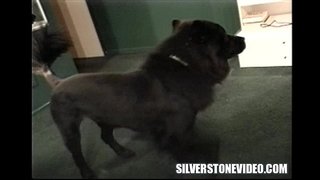 Нэнси Ви Страпон Алекс Дэйн